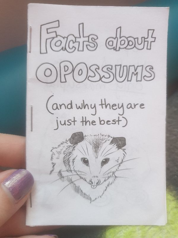 Facts about oppossums (and why they are just the best) cover